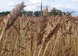 Идентифицированы гены, защищающие пшеницу от ржавчины