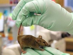 Ученые создали мышей с человеческой печенью
