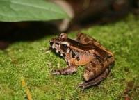Биологи обнаружили "ультразвуковых" лягушек