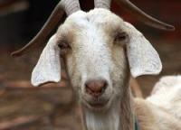 В Иране клонировали козу